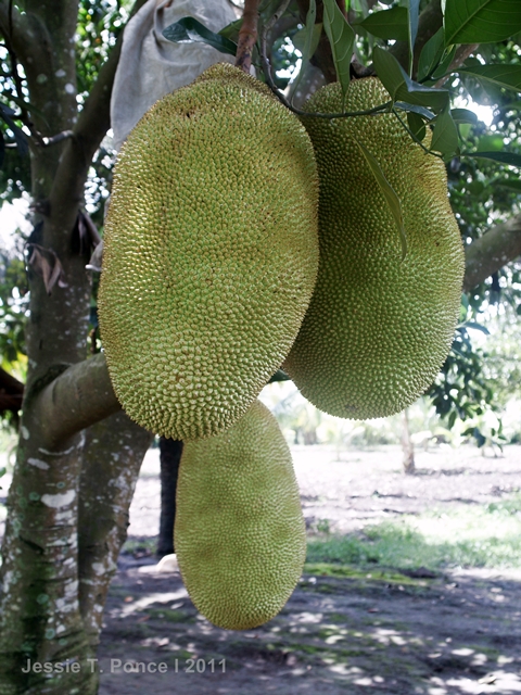 Fruit of the world tree