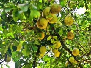 Pomelo fruits in a tree
