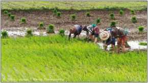 planting rice in Myanmar